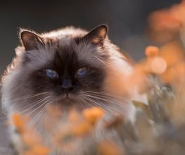Tierfotografie Susanne Elendt Bild 4