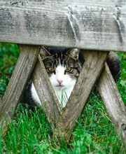 Résidence les Marronniers - Fondation Marcel Bourquin Bild 5