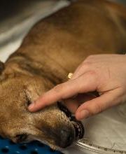 Ospedale Veterinario San Francesco immagine 11