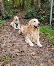 Dogtrailer Educateur Comportementaliste Canin image 4