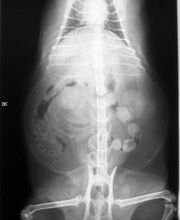 Clínica Veterinaria Villaluenga imagen 3