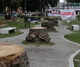 clausuran-tala-palmeras-av-juarez-1trepalm.jpeg