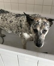 Tachounette Toilettage image 1