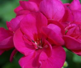 Blumen Eichenberger Horgen Bild 10