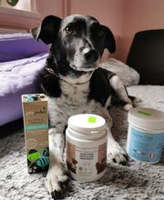 Mon Chien Mon Ami Sarl image 14