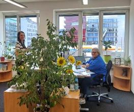 Ein helles Büro in dem 2 Angestellte an ihrem Arbeitsamt sitzen und stehen. Im Raum steht eine große Zimmerpflanze und eine Vase mit Sonnenblumen.