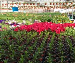vivero-maranta.jpg