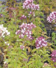 Staudengärtnerei David Müller Bild 54