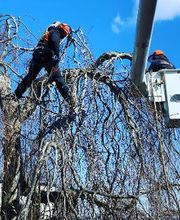 Climbers Tree Care Specialist, Inc. image 17