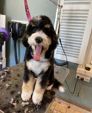 Joli Chien ! image 3