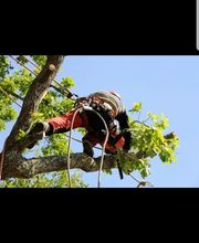 Laurot Frankie image 10