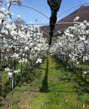 Azienda Ortofrutticola Taiana sagl Bild 5