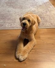 Artgerecht-dogspa Bild 4