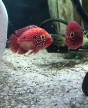 Office Aquariums image 1