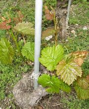 Kellerei Drei Eichen Bild 10