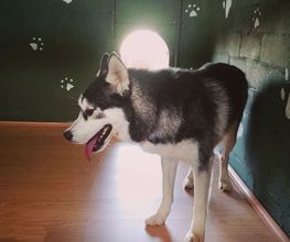 RESIDENCIA CANINA SORIA imagen 5
