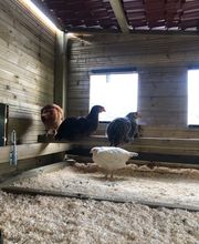 Poule à Dom ECO VERTU SOLUTIONS image 4