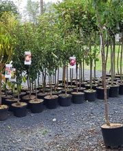 Dessapt Horticulture image 12