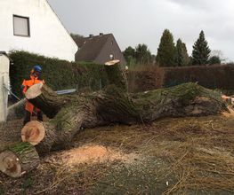 Baumkrone René Hannak Bild 5