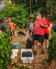 Vignerons de la Colline Eternelle image 6