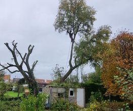 Arbre et Vert image 7