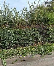 Artisan elagueur et entretien jardin image 19