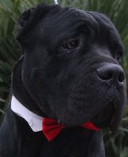 Chenil Des Fontaines image 2