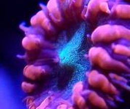 Aqua-Matrix Corals GmbH Bild 8
