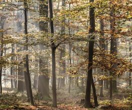Waldbild im FriedWald Borchen-Nonnenbusch.