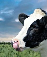 Die Kuh vom Eis GmbH Bild 3