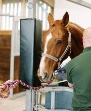 CONSULTORIO VETERINARIO MORANO imagen 7