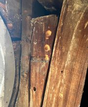 Aco.Habitat image 20