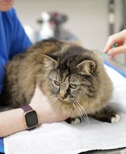 Tierarztpraxis Rohner AG Bild 11