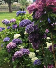 Gärtnerei Goldschmitt B. Jungnitsch Bild 3