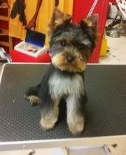 Au Bien Etre Canin image 3