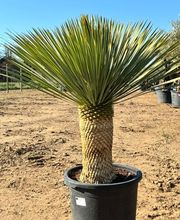 Cultur'Arbres image 10