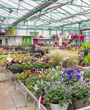 PEPINIERES WOHLGEMUTH image 1