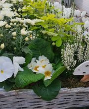 Rambert Fleurs image 14