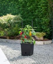 SaatGut Hassler Bild 6