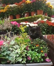 Gamm Vert Marans image 2