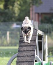 Hundeschule RolfsRudel  Rolf Matar Bild 14