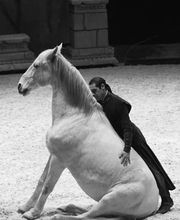 Stages Fauconnerie Lyon , Elevage de rapaces, Effarouchement pigeon, Rhône-Alpes, Bourgogne-Franche-Comté, Saône et Loire image 10