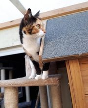 L'arche de Corinne image 3