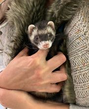 Independence Veterinary Clinic image 2