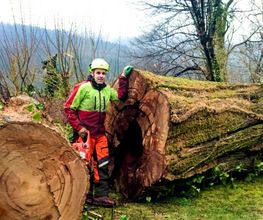 Daniels Baum- & Gartenservice Bild 11