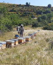 L'ABEILLE SAVONNEUSE image 2