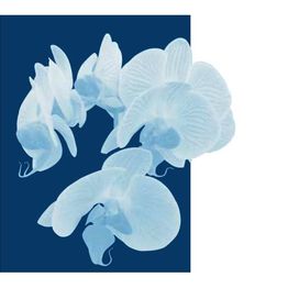 Bögli Bestattungen GmbH