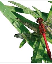 Legrand Marie image 2