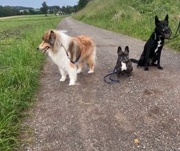 Focus Dogs Hundeschule KlG Bild 8