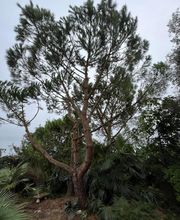 Arbor Saintonge image 4